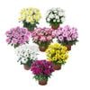 150mm Garden Mum - Chrysanthemum