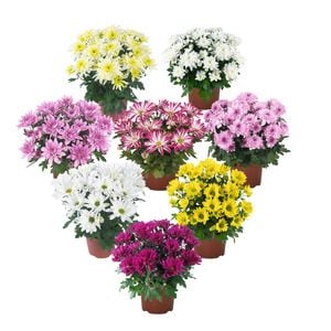 150mm Garden Mum - Chrysanthemum
