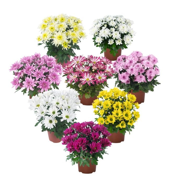 150mm Garden Mum - Chrysanthemum