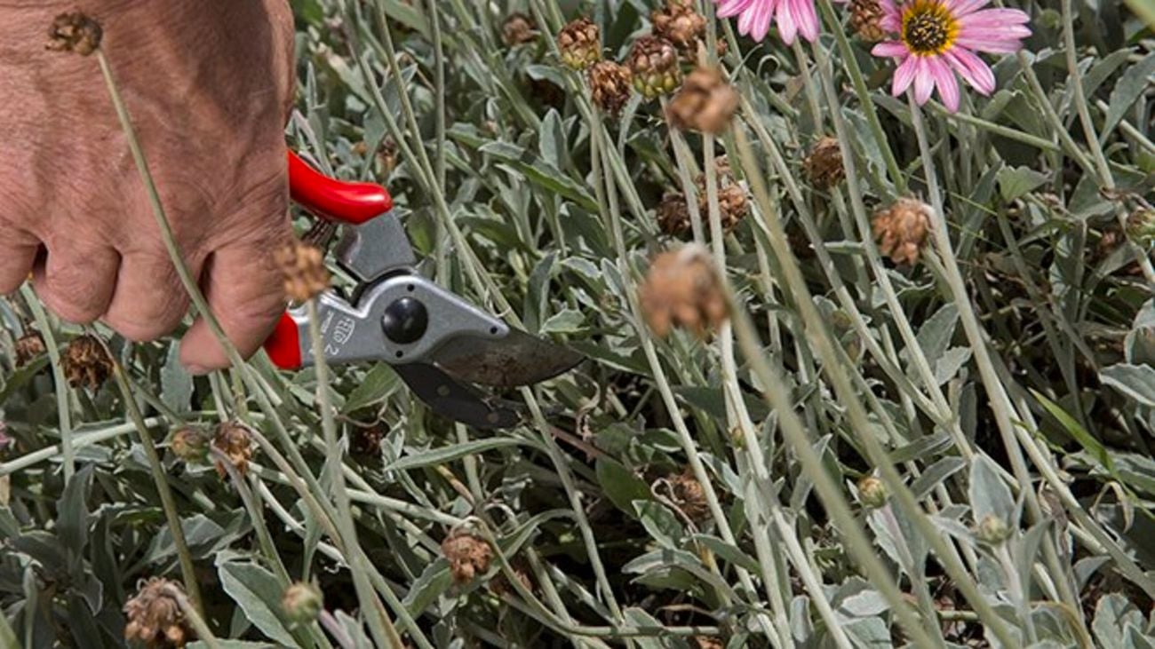 Person pruning plants.