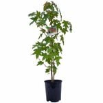 140mm Sweet Gum - Liquidambar styracaflua