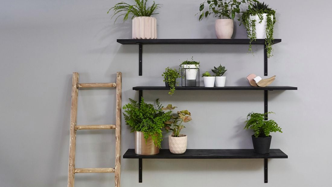 Black timber shelving with potted plants against a pale blue wall