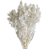 Blooms of Joy 60cm Cream Ruscus 10 Pack Preserved