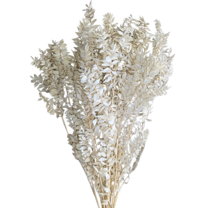 Blooms of Joy 60cm Cream Ruscus 10 Pack Preserved