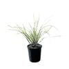 140mm Lomandra Frosty Top - Lomandra confertifolia Rubiginosa