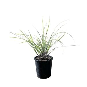 140mm Lomandra Frosty Top - Lomandra confertifolia Rubiginosa