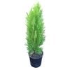 4L Thuja Blue Cone - Thuja orientalis