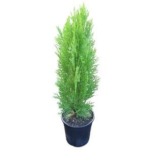 4L Thuja Blue Cone - Thuja orientalis