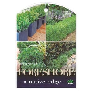 140mm Leptospermum Fore Shore - Leptospermum laevigatum