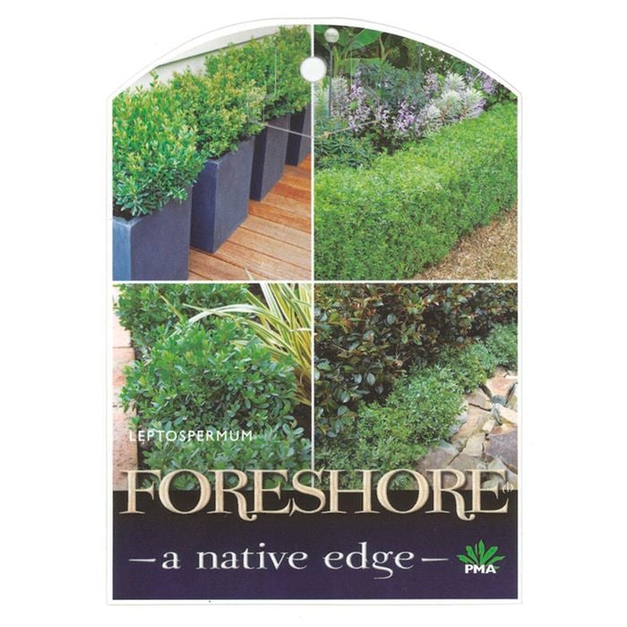 140mm Leptospermum Fore Shore - Leptospermum laevigatum