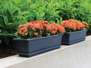 Outdoor plant pots with plants in Garden