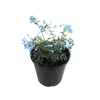 2.4L Corydalis Porcelain Blue - Corydalis flexuosa