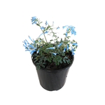 2.4L Corydalis Porcelain Blue - Corydalis flexuosa