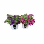 130mm Double Assorted Calibrachoa Aloha - Calibrachoa