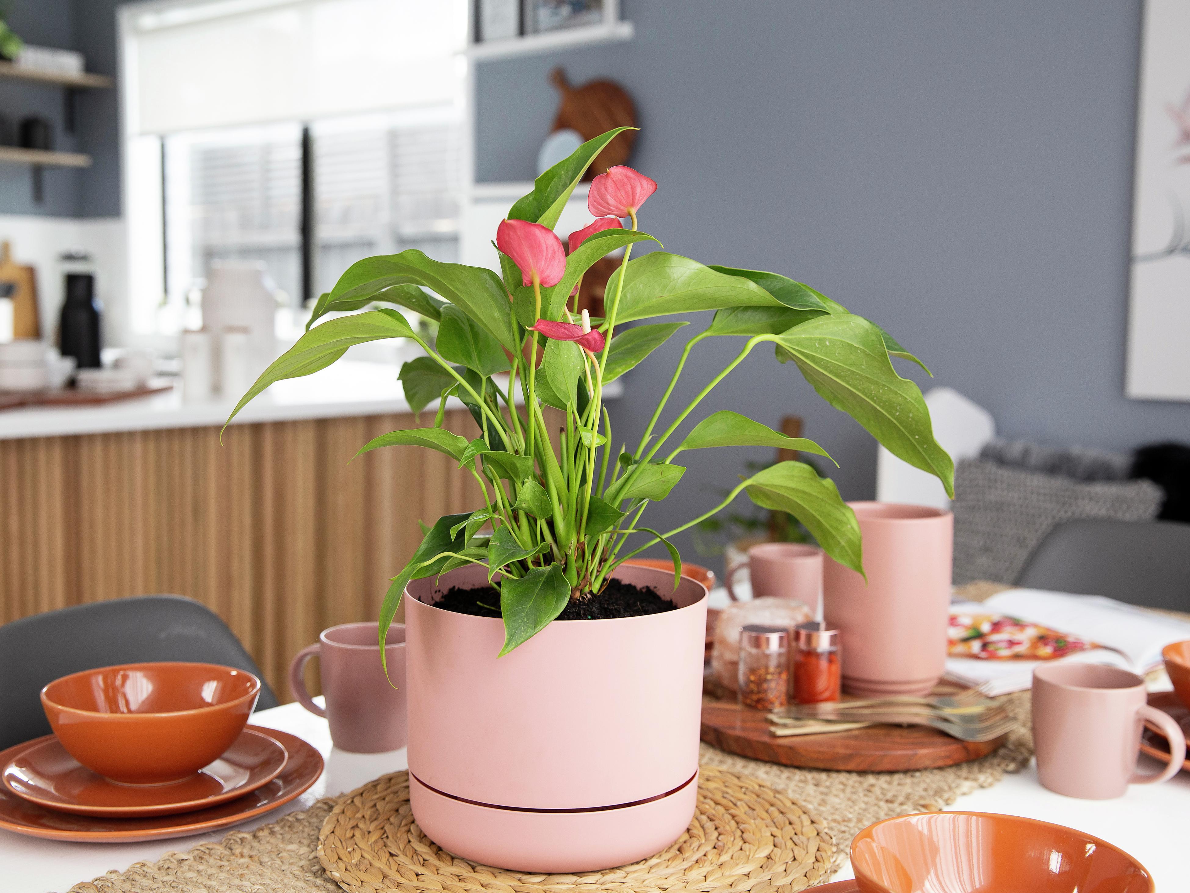 How To Grow And Care For Anthurium - Bunnings Australia
