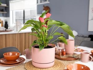 Anthurium plant with pink red flowers.