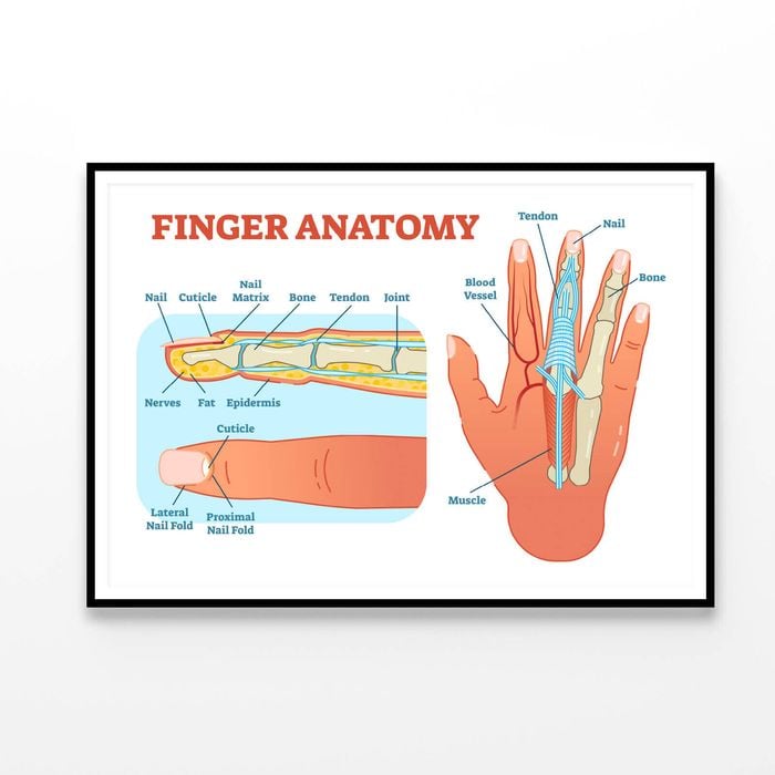 Finger Anatomy Medical Vector  Print 100% Australian Made 90x60cm  (Poster)