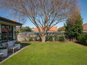 Backyard with green lawn and a large tree