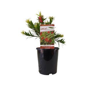 140mm Callistemon Dawson River Weeper - Callistemon viminalis