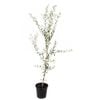 250mm Olive Manzanillo - Olea europaea
