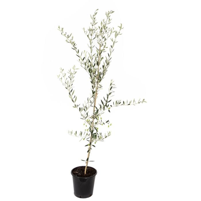 250mm Olive Manzanillo - Olea europaea