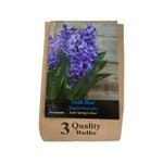 Yarra Valley Bulbs Delft Blue Dutch Hyacinth - 3 Pack