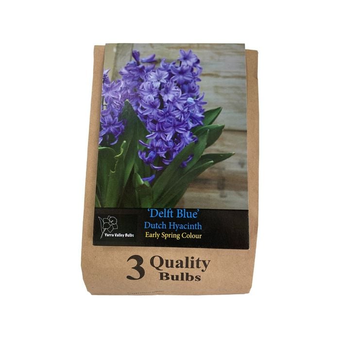 Yarra Valley Bulbs Delft Blue Dutch Hyacinth - 3 Pack