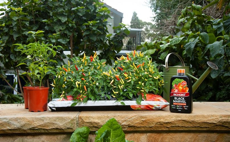 Bottle of Richgro plant food next to chilli plant with lots of chillies