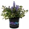 1.5L Ajuga Black Scallops - Ajuga reptans