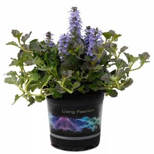 1.5L Ajuga Black Scallops - Ajuga reptans