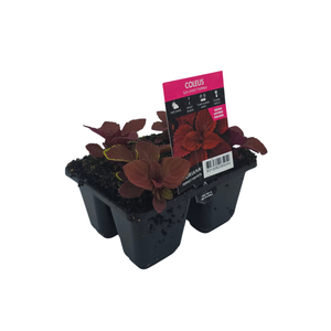 4 Cell Coleus Sun Sweet Paprika - Solenostemon scutellarioides