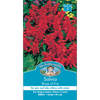 Mr Fothergill's Blaze Of Fire Salvia Flower Seeds