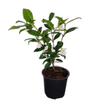 1L Star Jasmine - Trachelospermum jasminoides