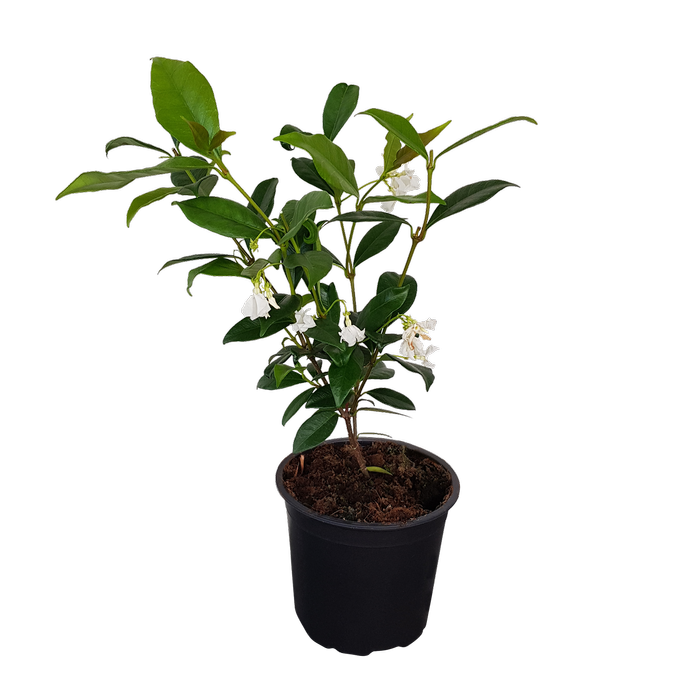 1L Star Jasmine - Trachelospermum jasminoides
