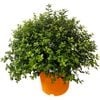 2.5L Pittosporum Golfball - Pittosporum tenuifolium
