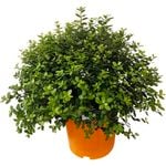 2.5L Pittosporum Golfball - Pittosporum tenuifolium