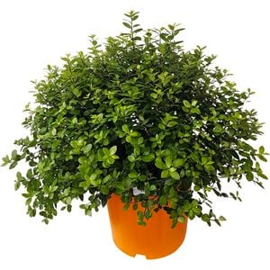 2.5L Pittosporum Golfball - Pittosporum tenuifolium