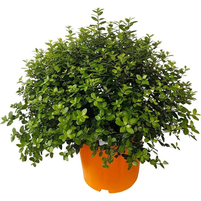 2.5L Pittosporum Golfball - Pittosporum tenuifolium