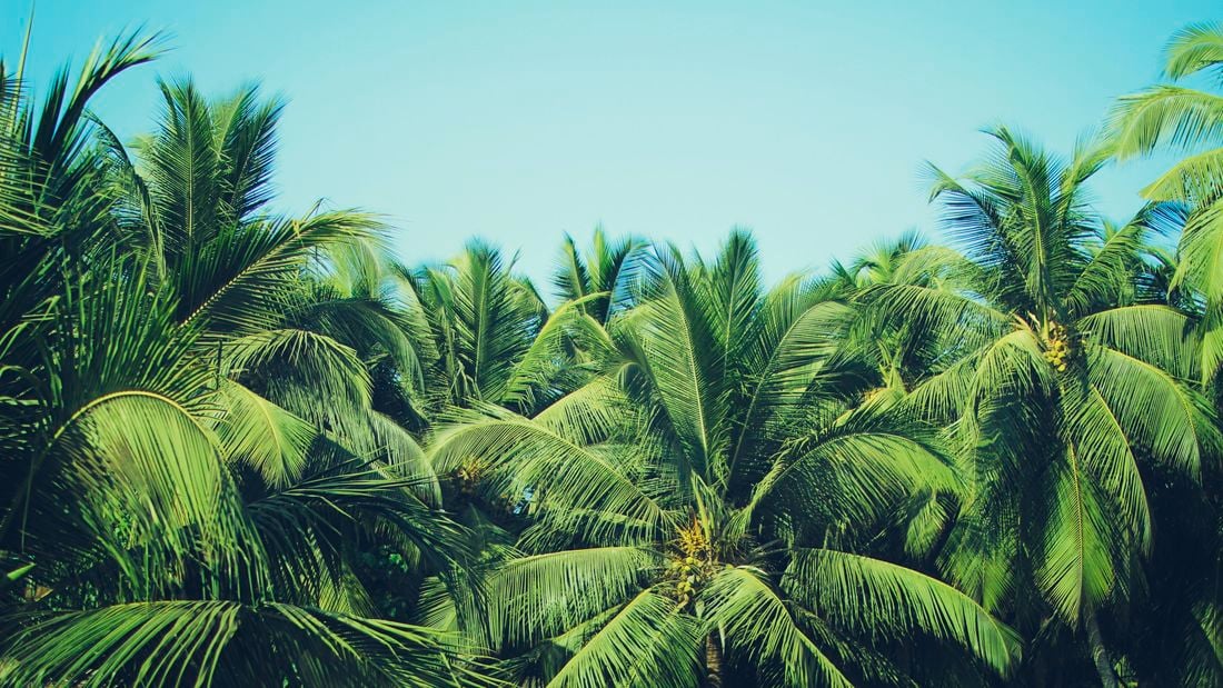 Palm trees.