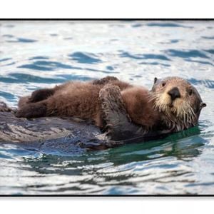 Watchful And Protective Sea  Print 100% Australian Made 90x60cm  (Poster)