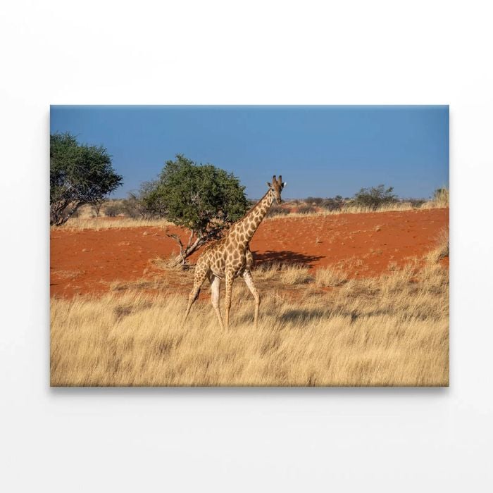Giraffe Walking In a Field  Print 100% Australian Made 75 x 50cm  (Stretched)