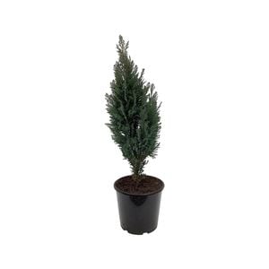 6-8L Conifer Assorted - Coniferophyta