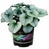 140mm Brunnera Macrophylla - Siberian Bugloss