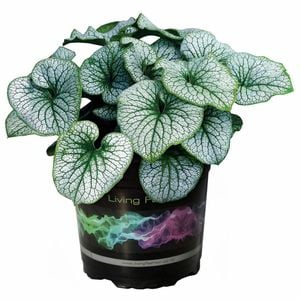 140mm Brunnera Macrophylla - Siberian Bugloss