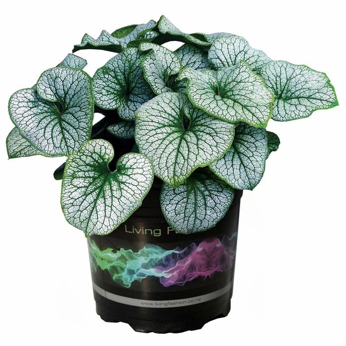140mm Brunnera Macrophylla - Siberian Bugloss