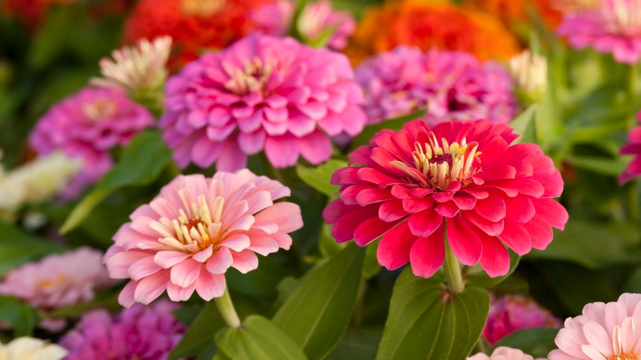 Colorful pink and orange zinnias in the garden