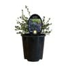 1.9L Ceanothus Blue Carpet Californian Lilac - Ceanothus gloriosus