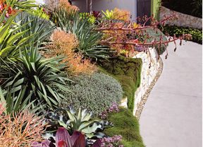 Side garden to the left of a path, featuring large foliage and plants.