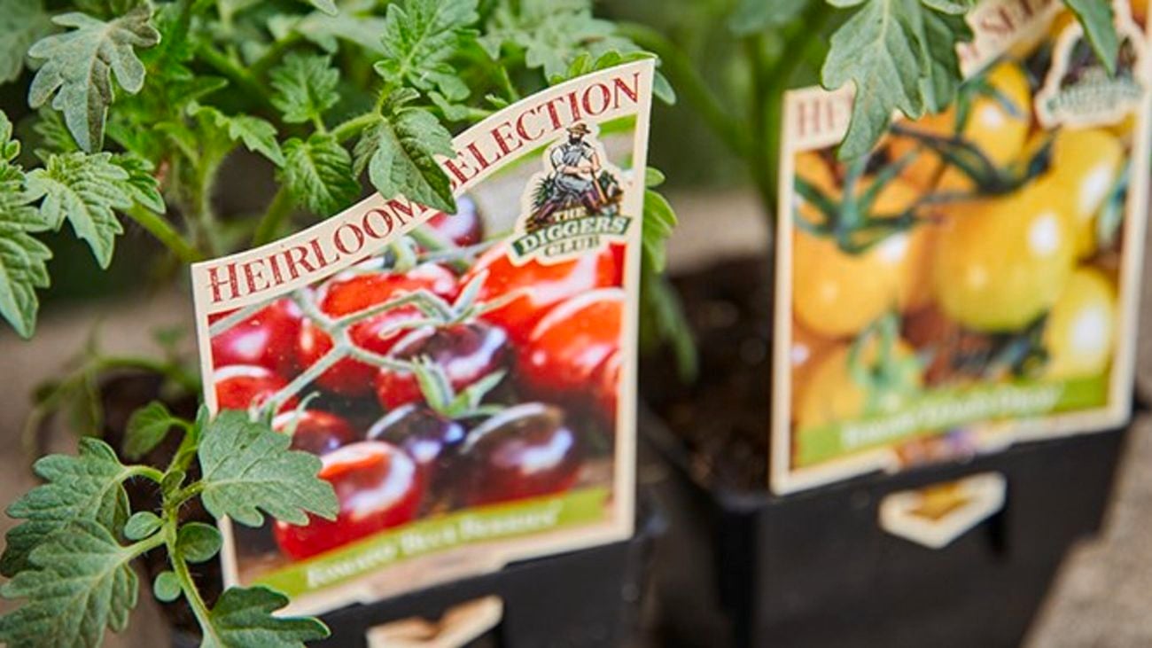 Heirloom tomato plants