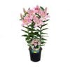 150mm Souvenir - Oriental lilium